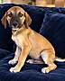 BONFIRE BOO ~ MEET ME! - Boxer / Beagle available for adoption