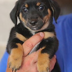 Thumbnail photo of Emily Dickinson~adopted! #3