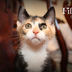 Thumbnail photo of Fifi #2