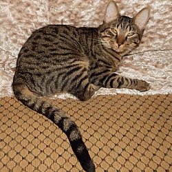 Thumbnail photo of FRISBEE - AMAZING CAT & STORY! #4