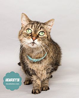 Wyandotte, MI - Domestic Shorthair. Meet Henrietta (Sr) Hoarding Case a
