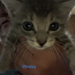 Photo of Wesley