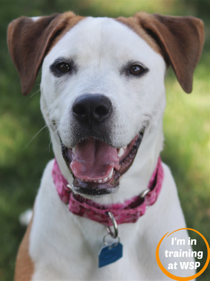 Adopt Riley a White Mixed Breed (Large) / Mixed dog in Walla Walla ...