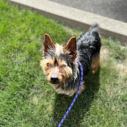 Photo of Toby
