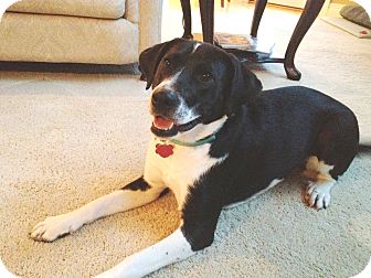 great pyrenees pointer mix