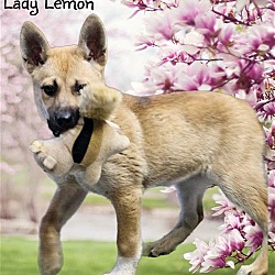 Thumbnail photo of Lady Lemon #2