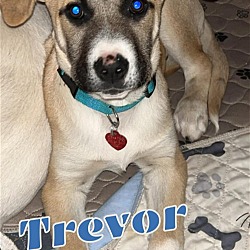 Thumbnail photo of Trevor #3