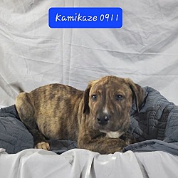 Thumbnail photo of BP Pup Kamikaze #4