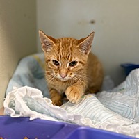 adopt a pet