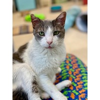 adopt-pet