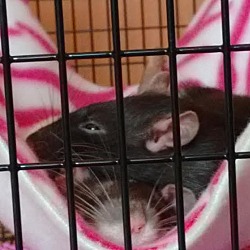 Thumbnail photo of OREO and COOKIE #1
