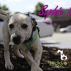 Thumbnail photo of Sophie #2