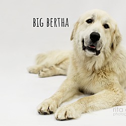 Photo of Big Bertha