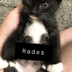 Thumbnail photo of Hades #1