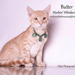 Thumbnail photo of BUTTER #1