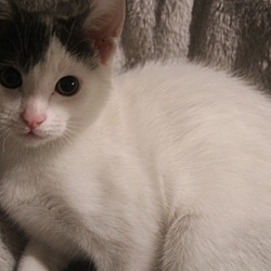 Thumbnail photo of Cookie  #3