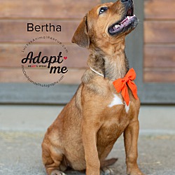 Thumbnail photo of Bertha #2