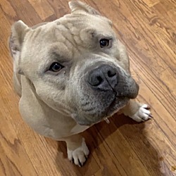 Photo of Royce