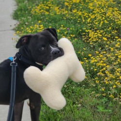 Photo of Cooper