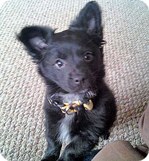 black chihuahua pomeranian mix