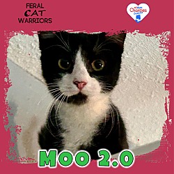 Photo of Moo 2.0