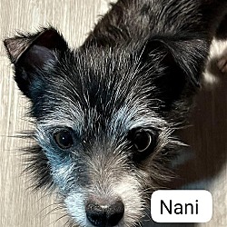 Thumbnail photo of Nani #1