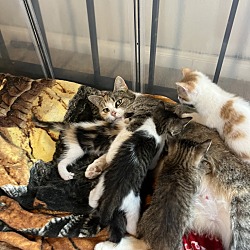 Photo of 5 Baby Kittens with Mom