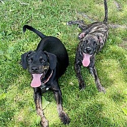 Photo of BONDED BOYS-DNA TESTED