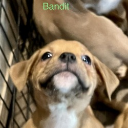 Thumbnail photo of BANDIT #3