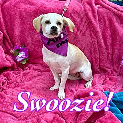 Thumbnail photo of Swoozie #1