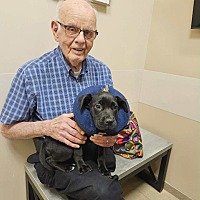 adopt a pet