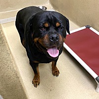 adopt a pet