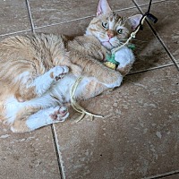 adopt a pet