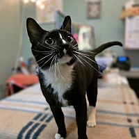 adopt a pet