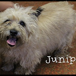 Thumbnail photo of Juniper #1