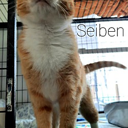 Thumbnail photo of Seiben #2