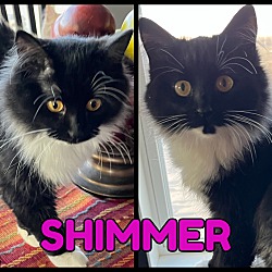 Thumbnail photo of Slyvester & Shimmer #2