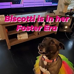 Thumbnail photo of Biscotti #2