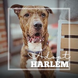 Thumbnail photo of Harlem #2