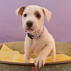 Thumbnail photo of Momma Cherish Pup - Charlize #1