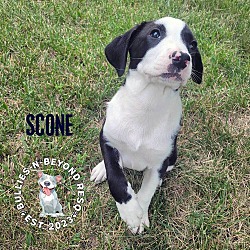 Photo of Brunch Litter: Scone - NO LONGER ACCEPTING APPLICATIONS