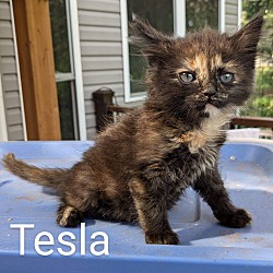 Thumbnail photo of Tesla #1