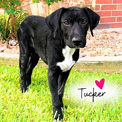 Thumbnail photo of Tucker #1