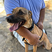 adopt a pet
