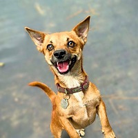 adopt a pet