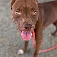 adopt a pet