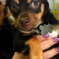 Thumbnail photo of Mocha-Adopted! #1