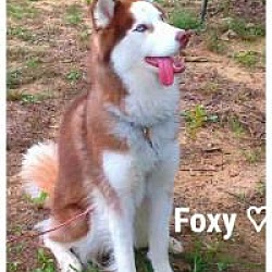 Thumbnail photo of Foxy #1