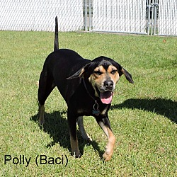 Thumbnail photo of Polly (Baci) #4