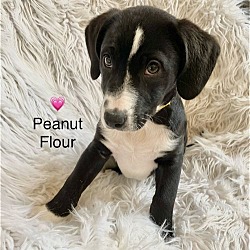 Photo of Peanut Flour